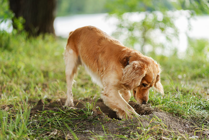 Hund som graver i marken